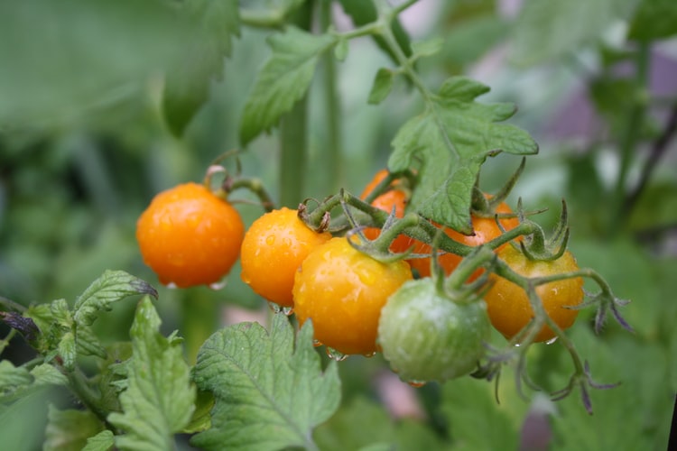 Container Gardening